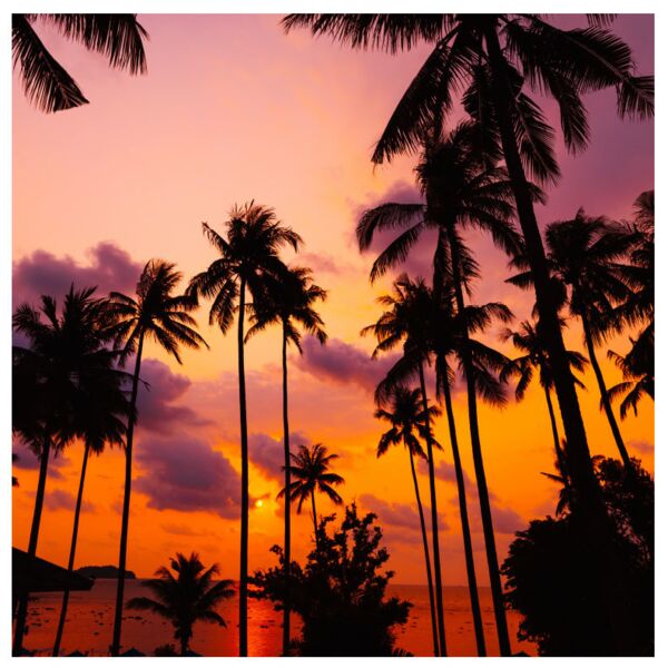 Season  Palm Tree 4  Background Designs with Frame  Summer Background  SMR 18 Thumbnail